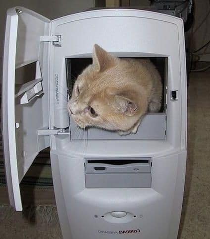 Chat dans un ordinateur